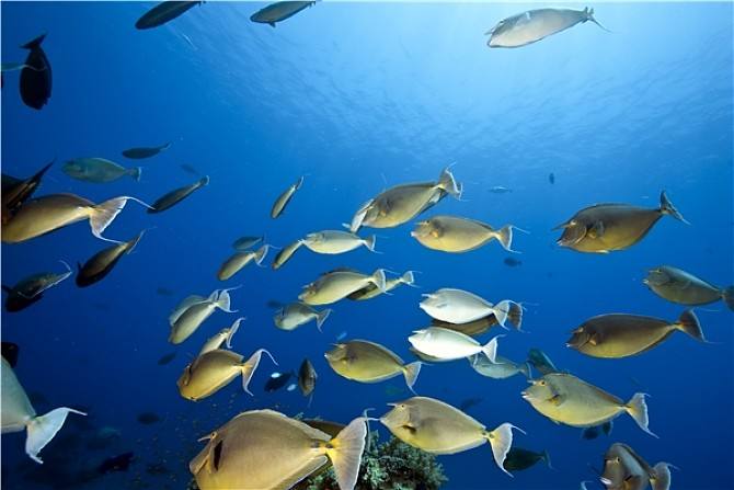 OBP海洋塑料认证如何防止重复计算风险