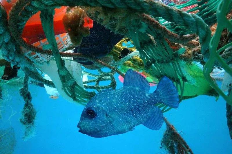 海洋塑料污染有哪些影响 OBP认证有什好处