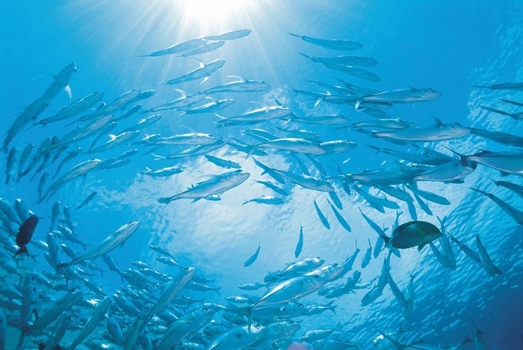 OBP海洋塑料的再生利用助力塑料循环