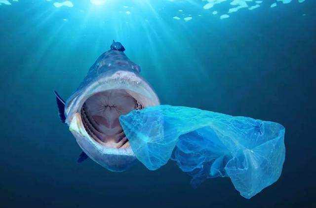 OBP海洋塑料认证回收组织收集的obp总重量标准