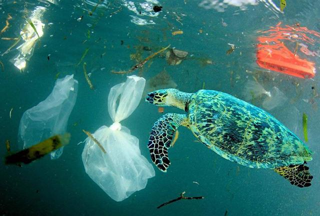 OBP海洋再生资源利用的新型环保材料类型