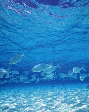 OBP海洋塑料认证对海洋垃圾回收工序原料追溯循环利用
