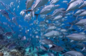 OBP海洋塑料对海洋塑料微颗粒追溯核查流程体系标准