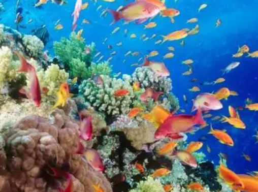 OBP源头拦截近海塑料污染构建海洋塑料循环产业链