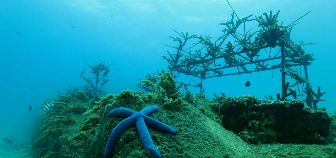 OBP海洋塑料认证